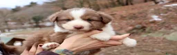 Australian Shepherd cani in vendita: Cuccioli pastore australiano - Annuncio 5