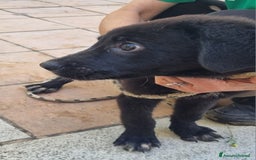 Meticcio cani in regalo: UNA MAMMA PER PEPE a Provincia di Varese - Immagine 2