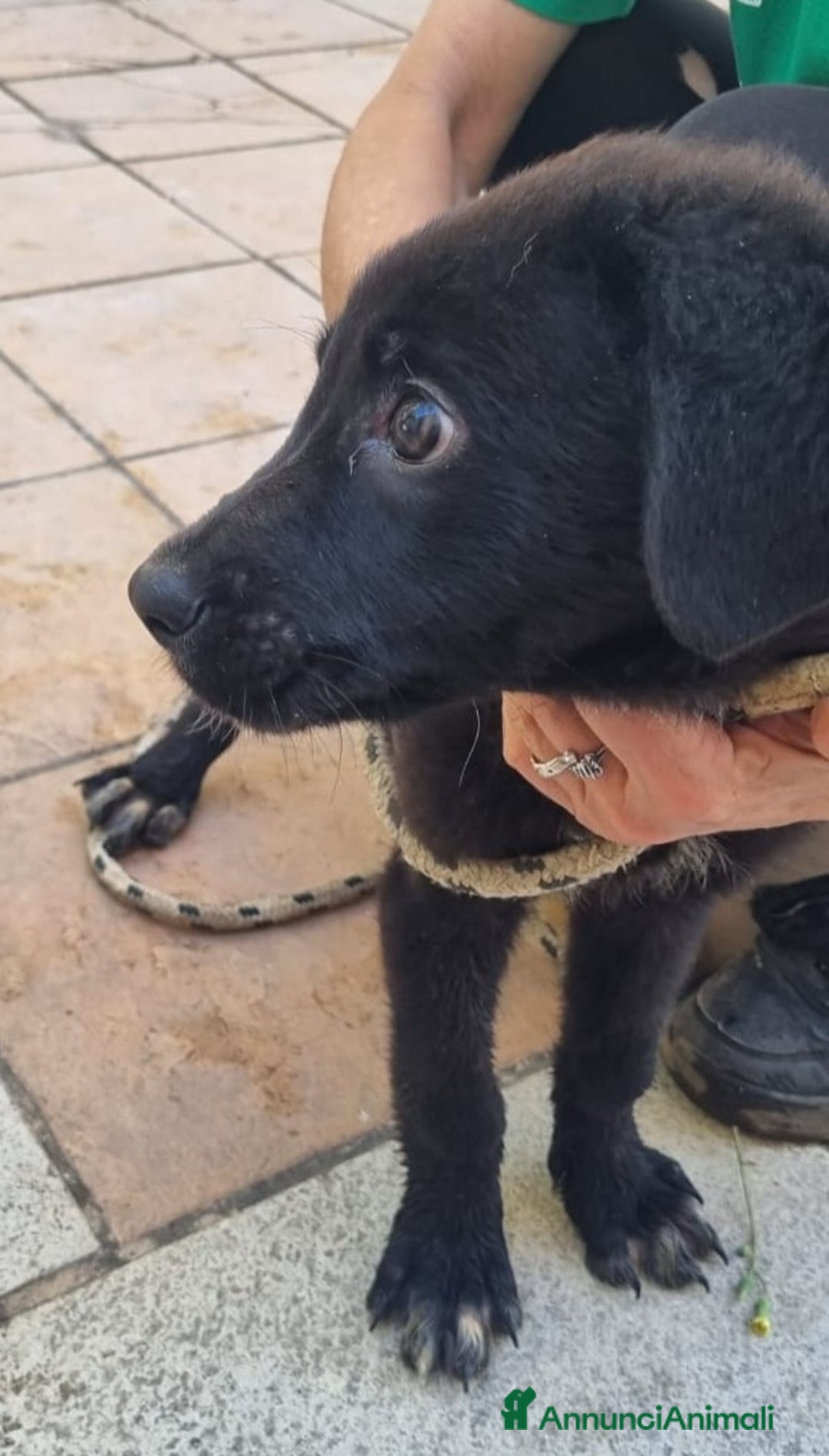 Meticcio cani in regalo: UNA MAMMA PER PEPE a Provincia di Varese - Immagine 2