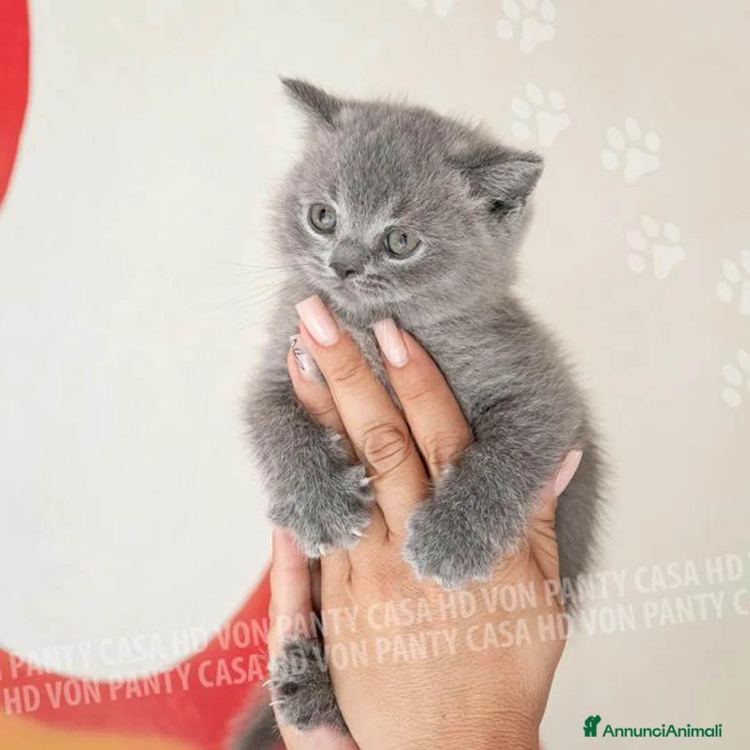 British gatti in vendita: Cuccioli British Shorthair con Pedigree - Annuncio 34