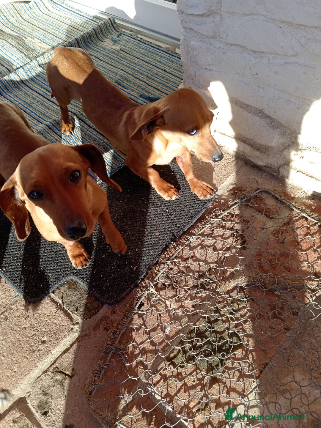 Bassotto cani in vendita: Bassotti - Annuncio 6