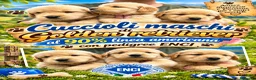 Golden Retriever cani in vendita:  Golden retriever pedigree ENCI 90% americani  - Annuncio 3