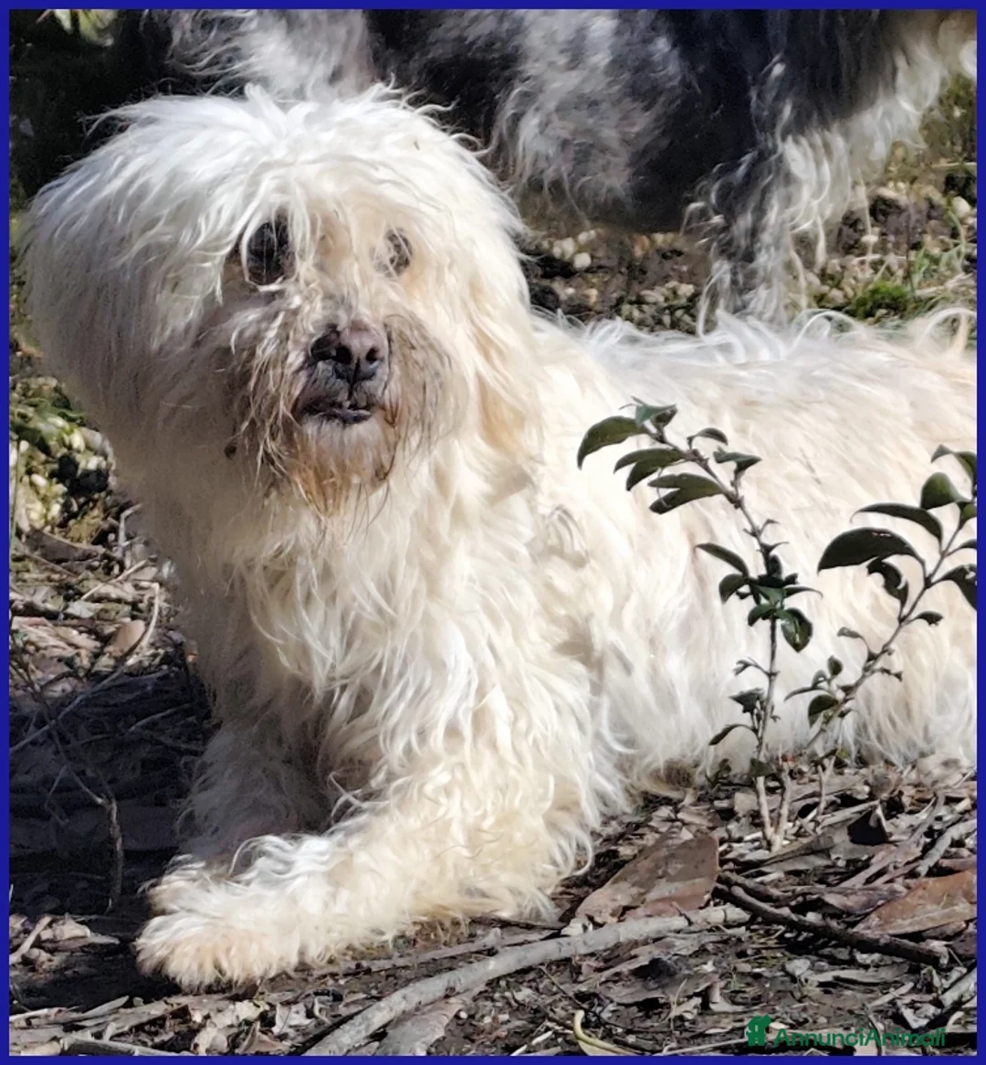 Meticcio cani in regalo: DELORIS VAN CARTIER, UN BATUFFOLO DI PELO - Annuncio 3