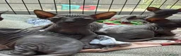 Sphynx gatti in vendita: Cuccioli di canadian sphynz a Città metropolitana di Milano - Annuncio 5