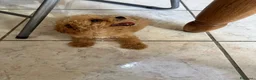 Barboncino Toy cani in vendita: Cucciolo di barboncino maschio  - Annuncio 8