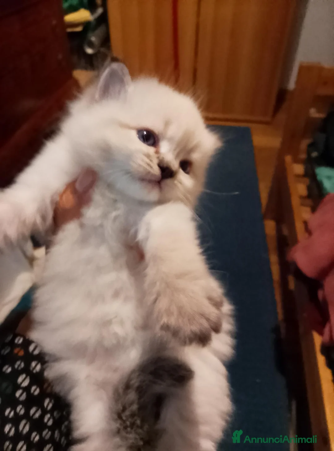 Siberiano gatti in vendita: cucciole siberiane neva masquerade a Città metropolitana di Roma Capitale - Annuncio 2