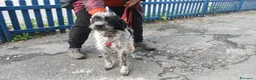 Meticcio cani in regalo: IL DOLCE LIVIO HA BISOGNO DI UNA CASA, IN ADOZIONE - Annuncio 3