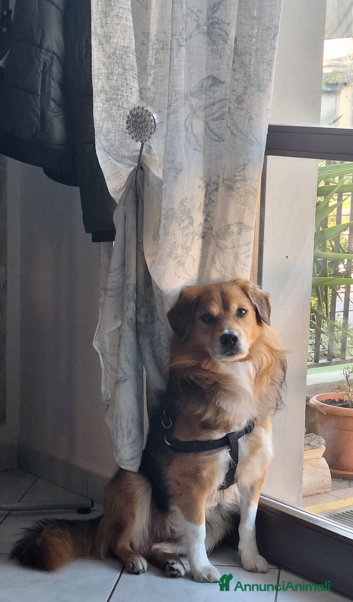 Meticcio cani Terry, in regalo, cerca una nuova casa affettuosa - Annuncio 2