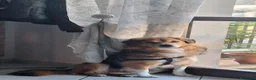Meticcio cani in regalo: Terry, in regalo, cerca una nuova casa affettuosa a Provincia di Pesaro e Urbino - Annuncio 1