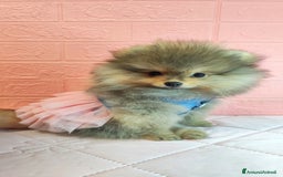 Volpino Pomerania cani in vendita: Cuccioli di Pomerania con pedigree prestigioso  - Immagine 5