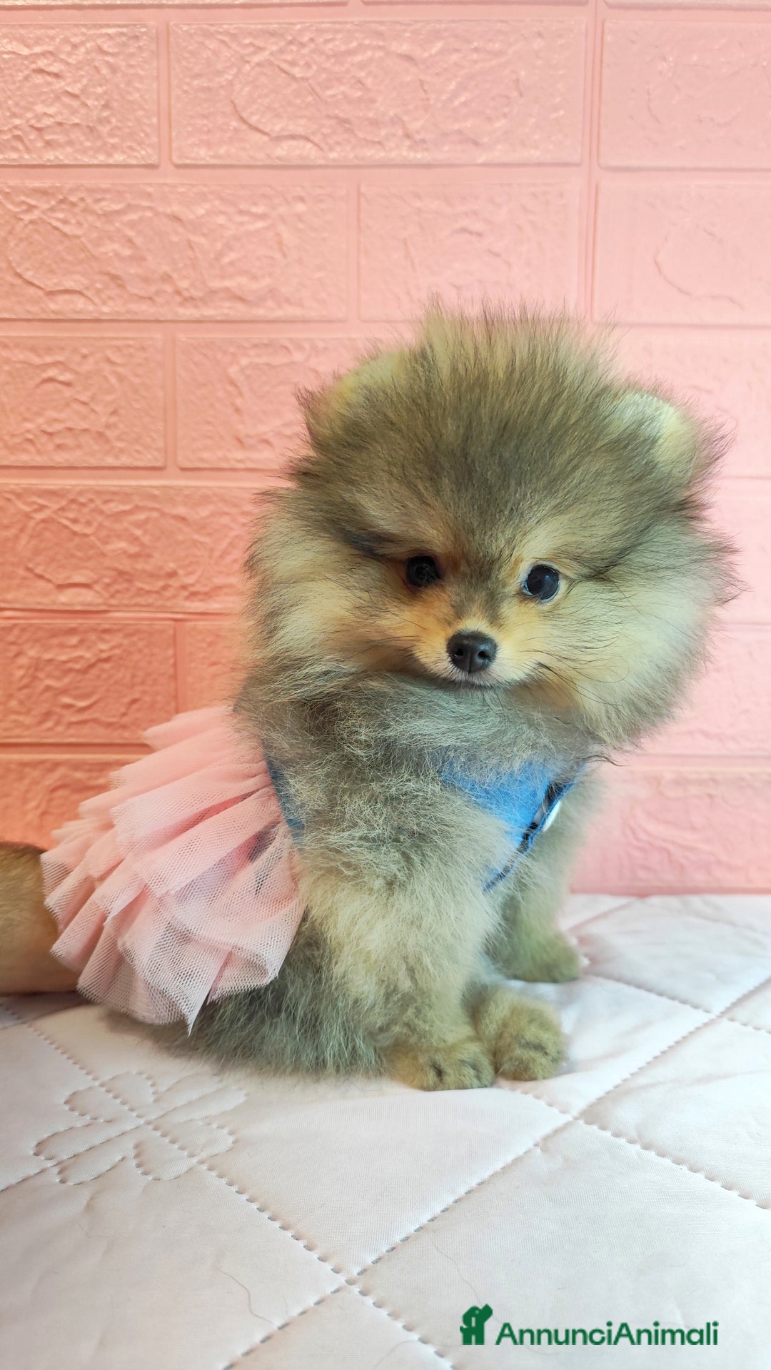 Volpino Pomerania cani in vendita: Cuccioli di Pomerania con pedigree prestigioso  - Immagine 5