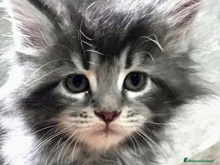 Maine Coon gatti Meravigliosa cucciola di Maine Coon - Annuncio 20