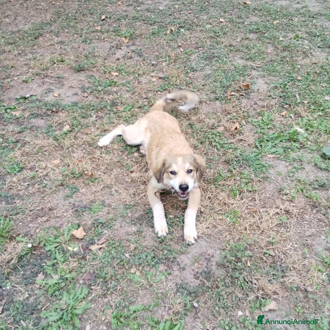 Meticcio cani in regalo: Adozione cucciolo Apollo - Annuncio 2