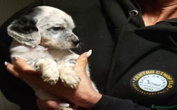 Setter Inglese cani in vendita: cuccioli in vendita - Immagine 6