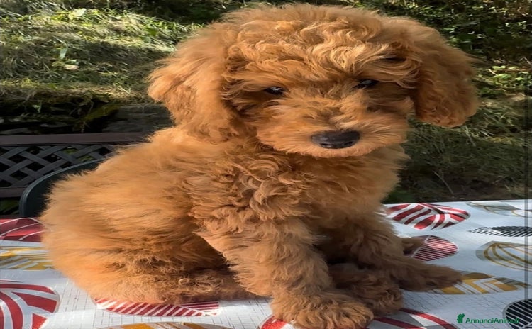 Barboncino cani a Città Metropolitana di Torino - Annuncio 1