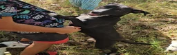 Meticcio cani in regalo: Gennarina: taglia contenuta, dolce e socievole  - Annuncio 2
