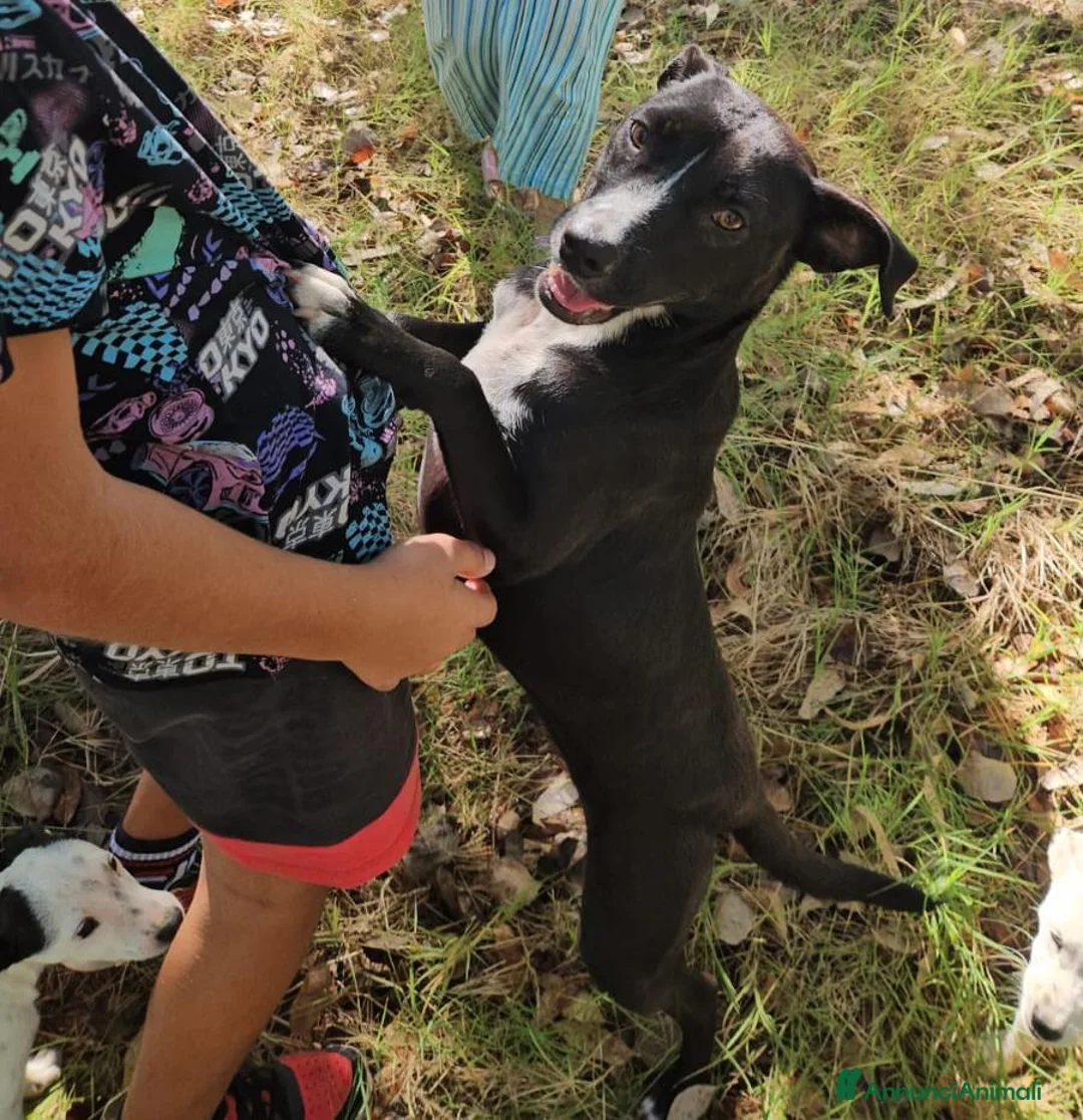 Meticcio cani in regalo: Gennarina: taglia contenuta, dolce e socievole  - Annuncio 2