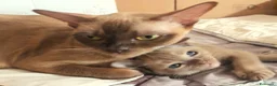 Burmese gatti in vendita: Gattini burmesi color cioccolato e lilla - Annuncio 5