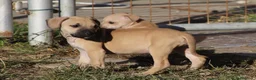 Pitbull cani in vendita: Cuccioli Pit Bull con Pedigree anche a rate - Annuncio 11