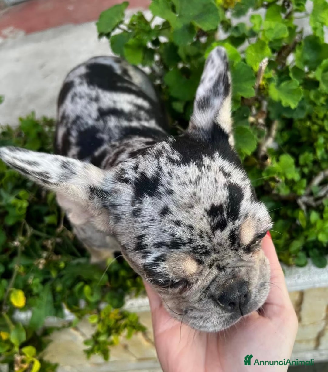 Bulldog Francese cani in vendita: Bulldog francese - Annuncio 3