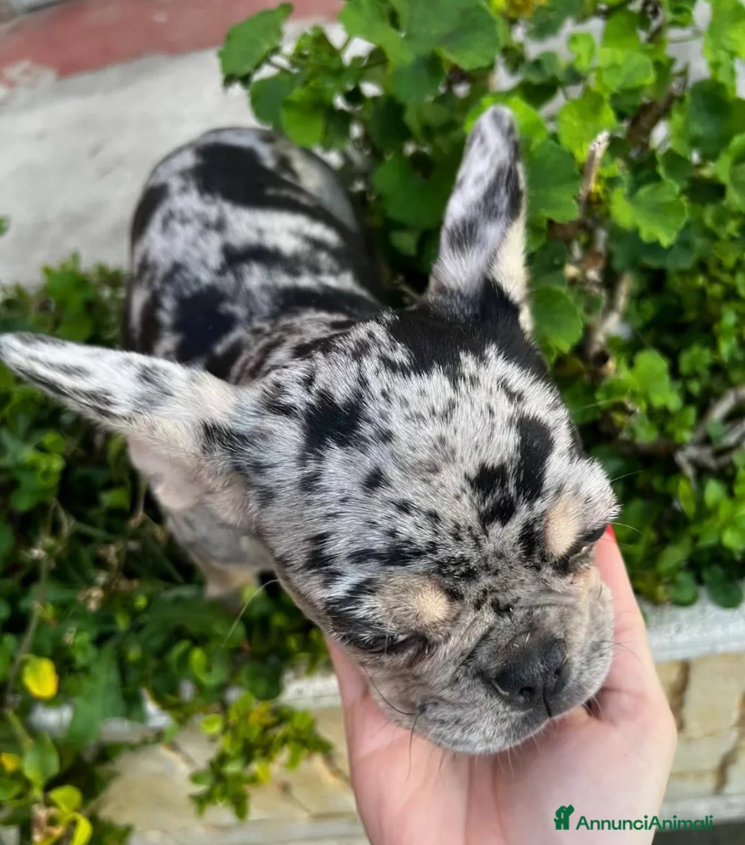 Bulldog Francese cani in vendita: Bulldog francese - Annuncio 3