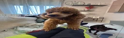 Barboncino cani in vendita: Barboncino nano di due anni - Annuncio 2