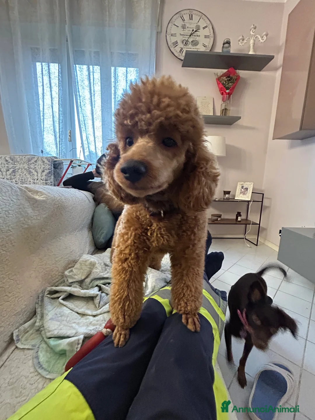 Barboncino cani in vendita: Barboncino nano di due anni - Annuncio 2