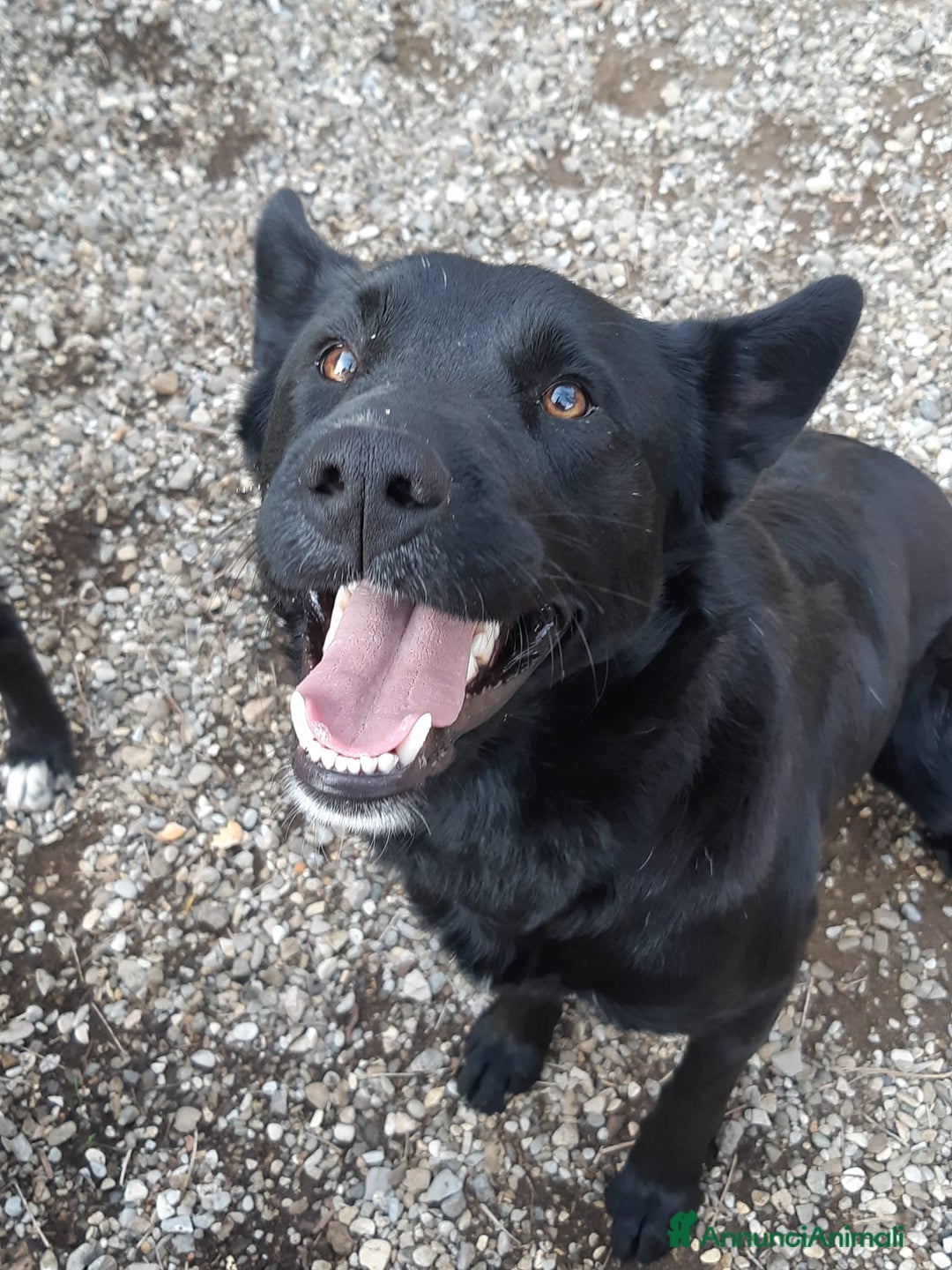 Meticcio cani in regalo: NATHAN, fantastico pastorino in nero! - Annuncio 9