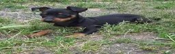 Pinscher Miniatura cani in vendita: Cucciola di Zwergpinscher , Pincher  - Annuncio 6