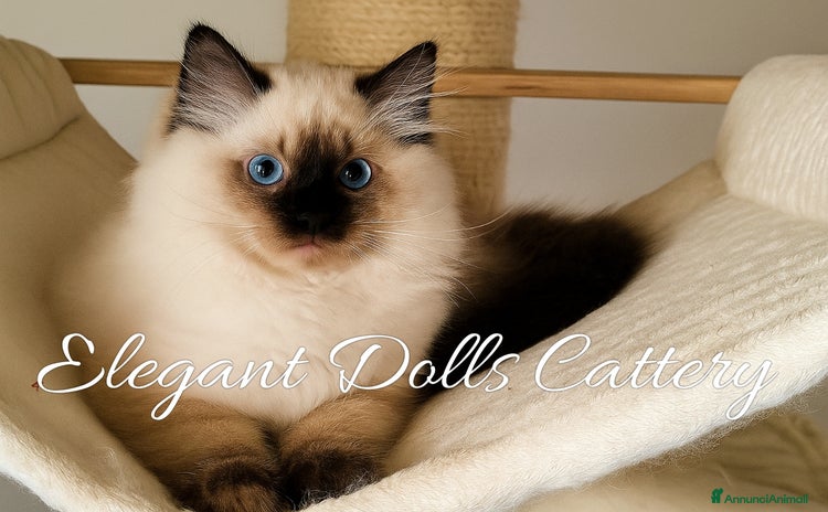 Ragdoll gatti a Città metropolitana di Roma Capitale - Annuncio 3