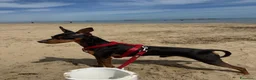 Pinscher Miniatura cani per accoppiamento: PINSCHER MASCHIO DISPONIBILE PER ACCOPPIAMENTO - Annuncio 4