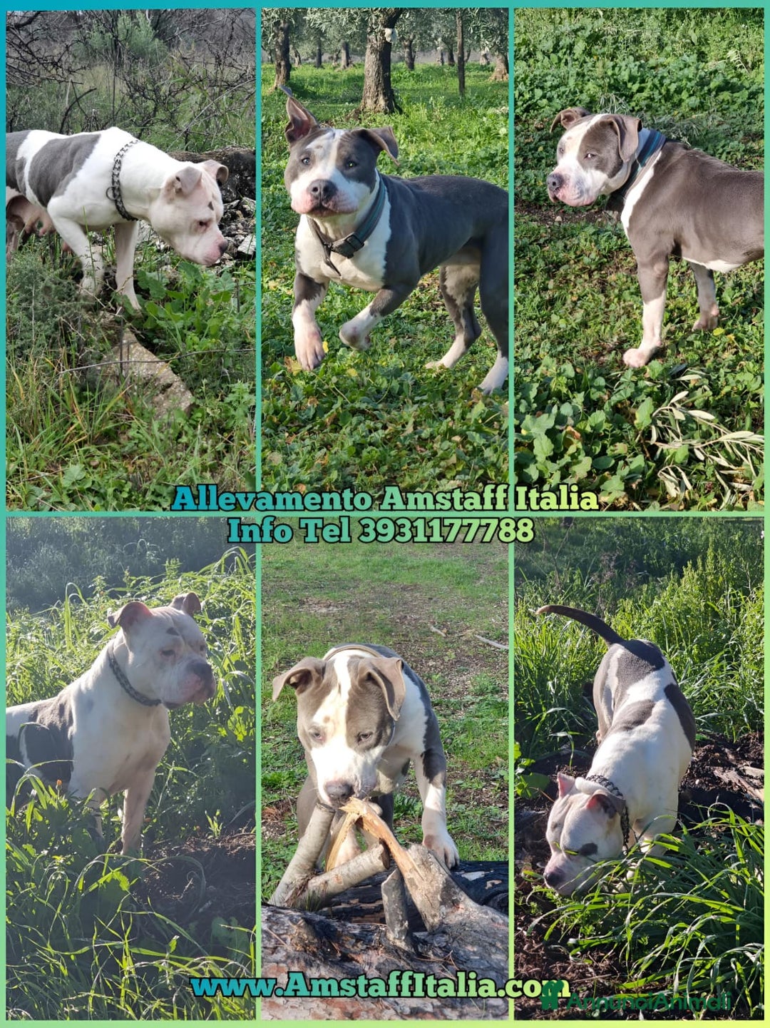 American Staffordshire cani in vendita: Allevamento Amstaff Blu Puglia Calabria Campania - Annuncio 3