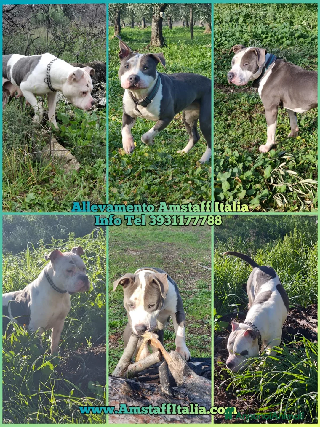 American Staffordshire cani in vendita: Allevamento Amstaff Blu Puglia Calabria Campania - Annuncio 3