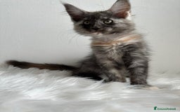Maine Coon gatti in vendita: Cuccioli di Mainecoon  - Immagine 3