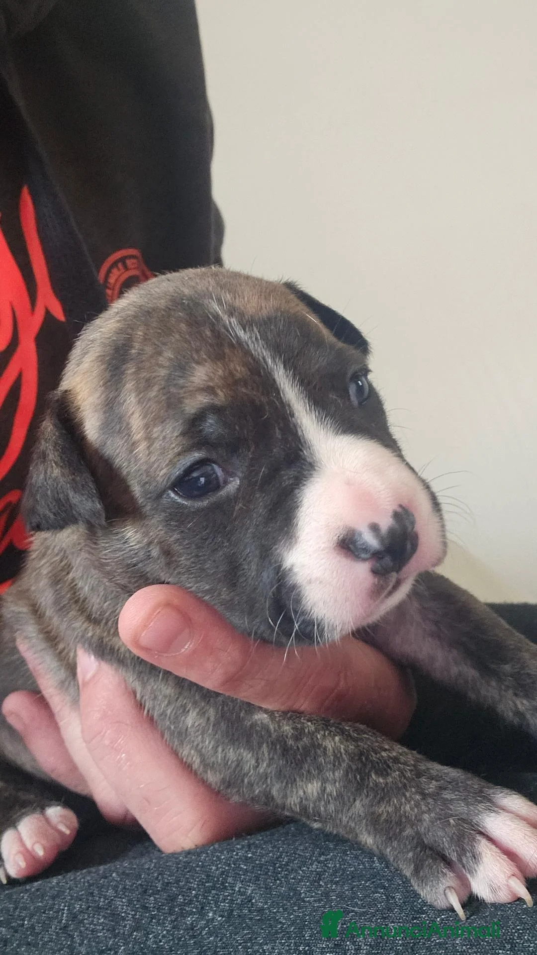 American Staffordshire cani in vendita: American staffordshire terrier  - Annuncio 2