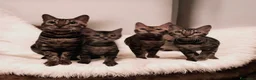 Bengala gatti in vendita: Splendidi gattini del Bengala  - Annuncio 7