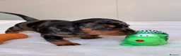 Bassotto cani in vendita: bassottina arlecchino  - Annuncio 3