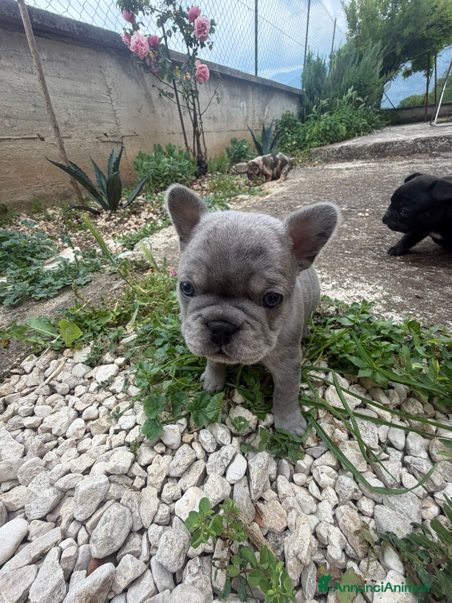 Bulldog Francese cani bulldog francese  - Annuncio 2