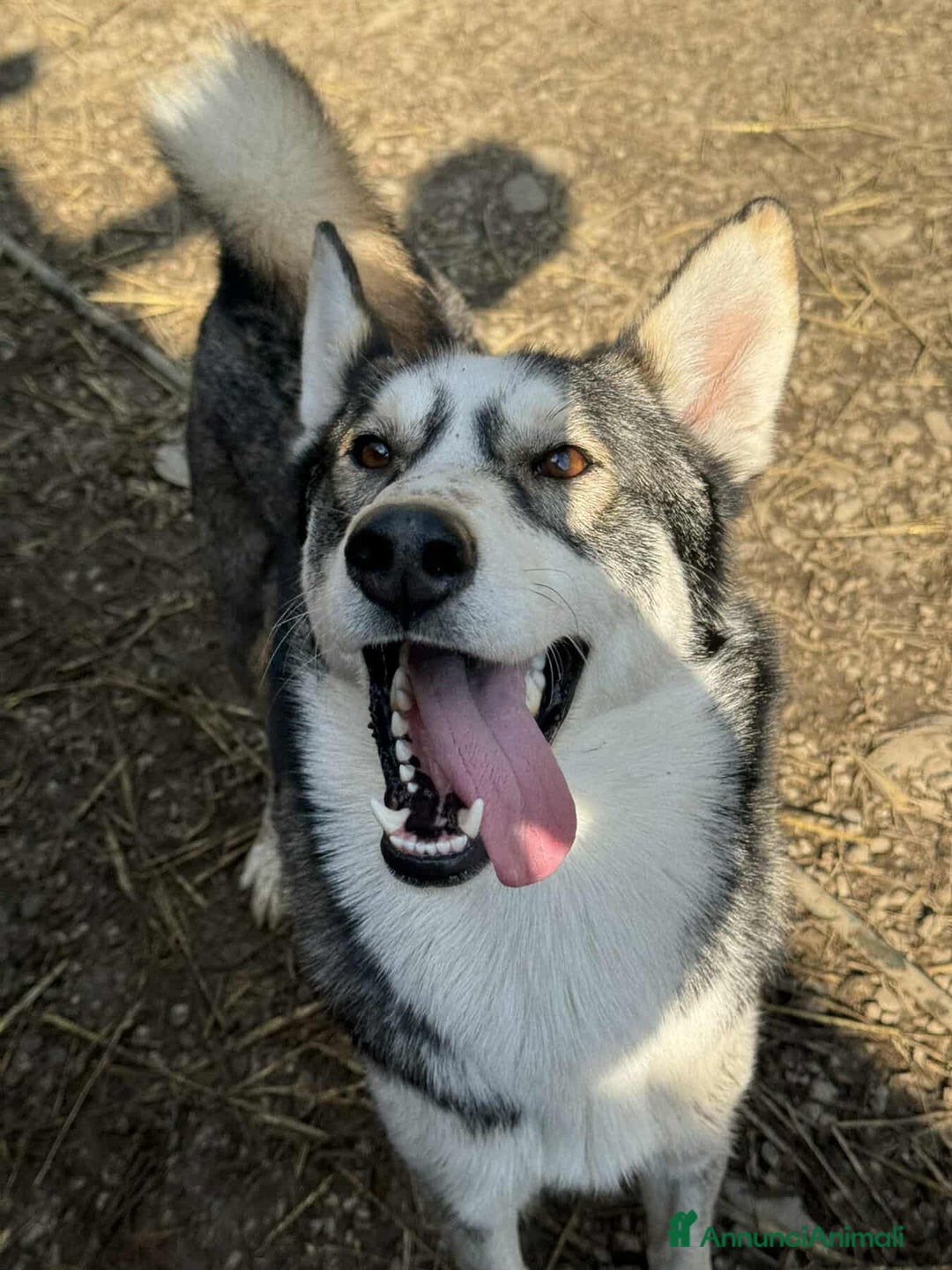 Husky cani in regalo: BALTO, cucciolone MIX HUSKY simpaticissimo! - Annuncio 3