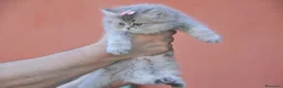 British gatti in vendita: British - Annuncio 5