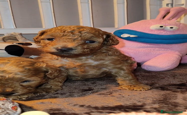 Barboncino cani Barboncino nano  - Annuncio 2