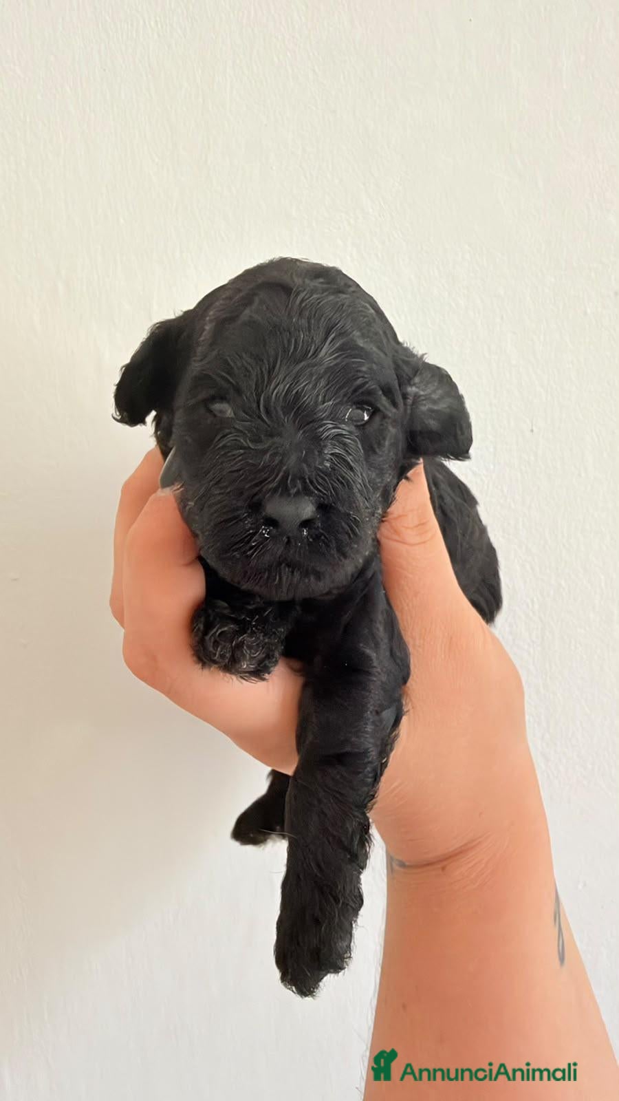Barboncino Toy cani Vendita barboncino toy - Annuncio 7