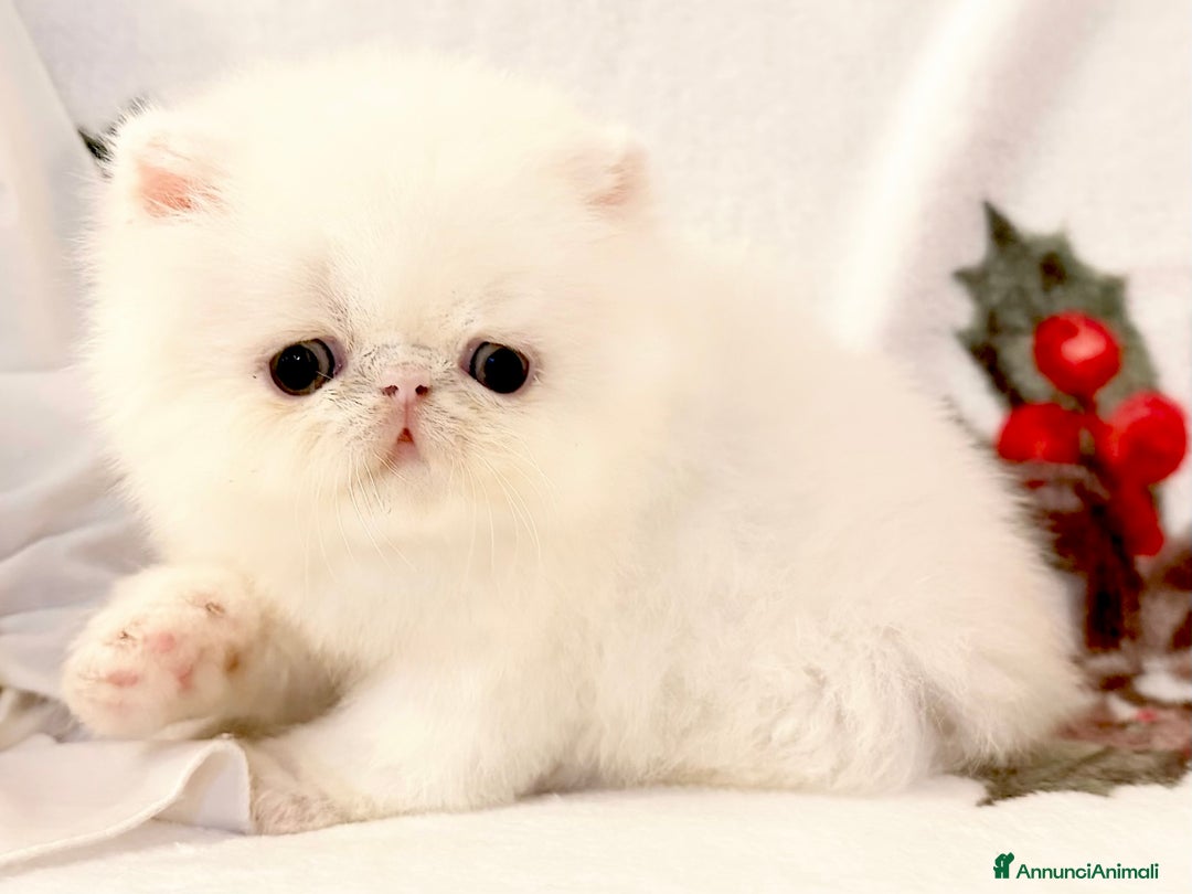 Persiano gatti in vendita: Cuccioli di gatto persiano - Annuncio 2