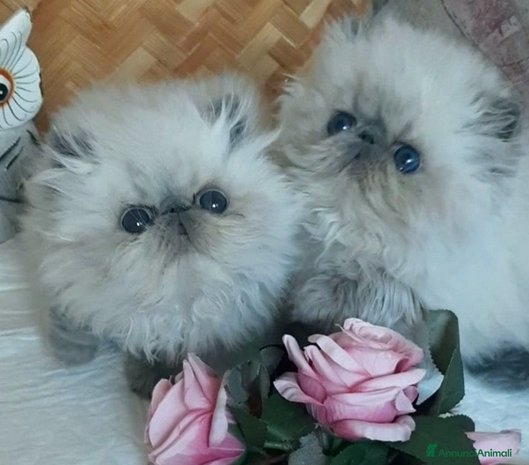 Persiano gatti in vendita: Disponibili cuccioli persiani altissima genealogia - Annuncio 6