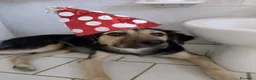 Pastore Tedesco cani in regalo: Ciao a tutti da Remì!Splendido Simil pastore (CT) - Annuncio 3