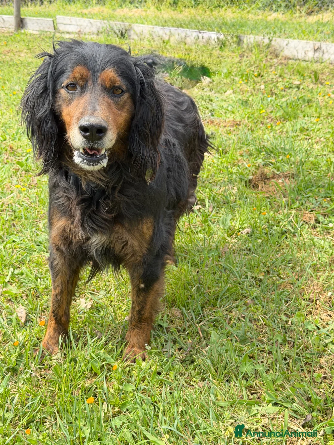 Meticcio cani in regalo: Ettore - Annuncio 3