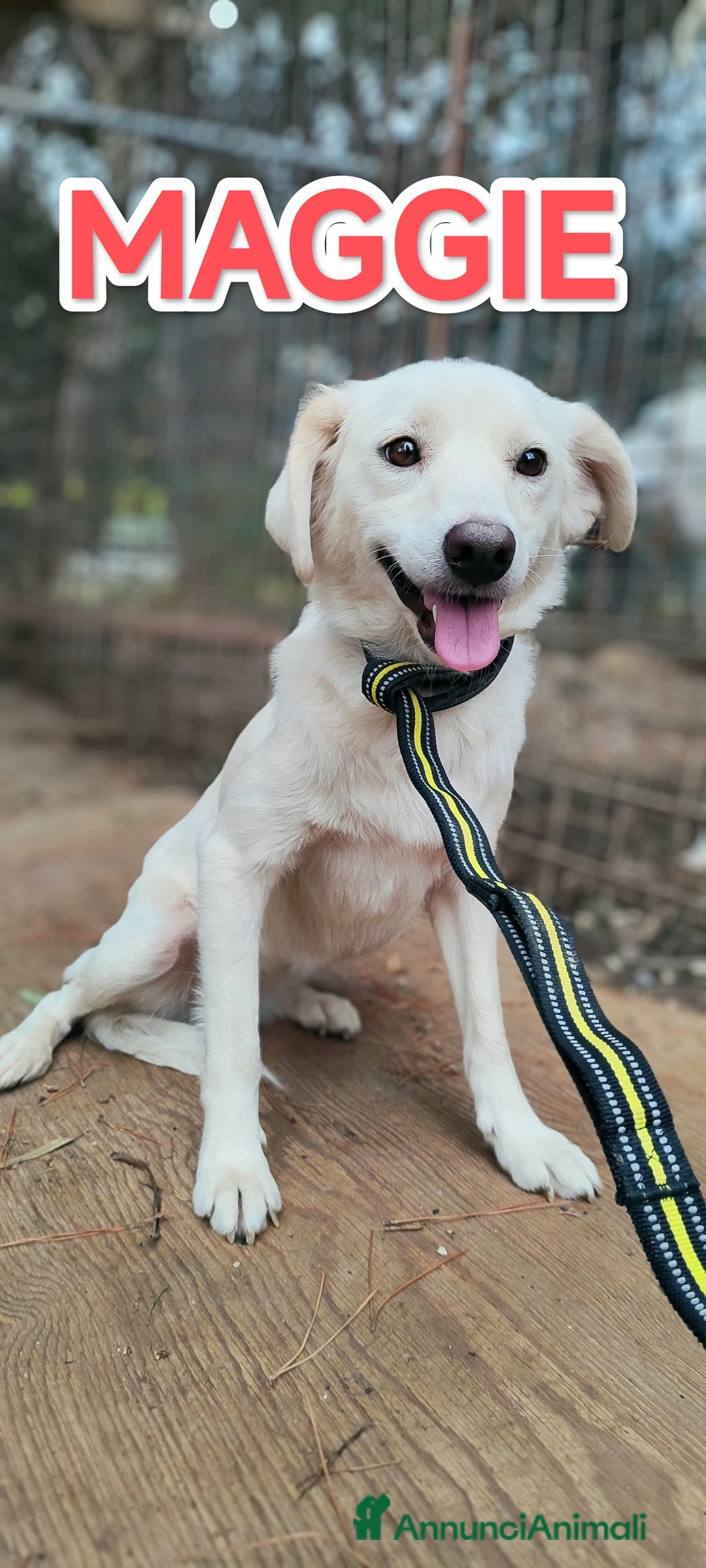 Meticcio cani in regalo: Meggie in adozione  - Annuncio 2