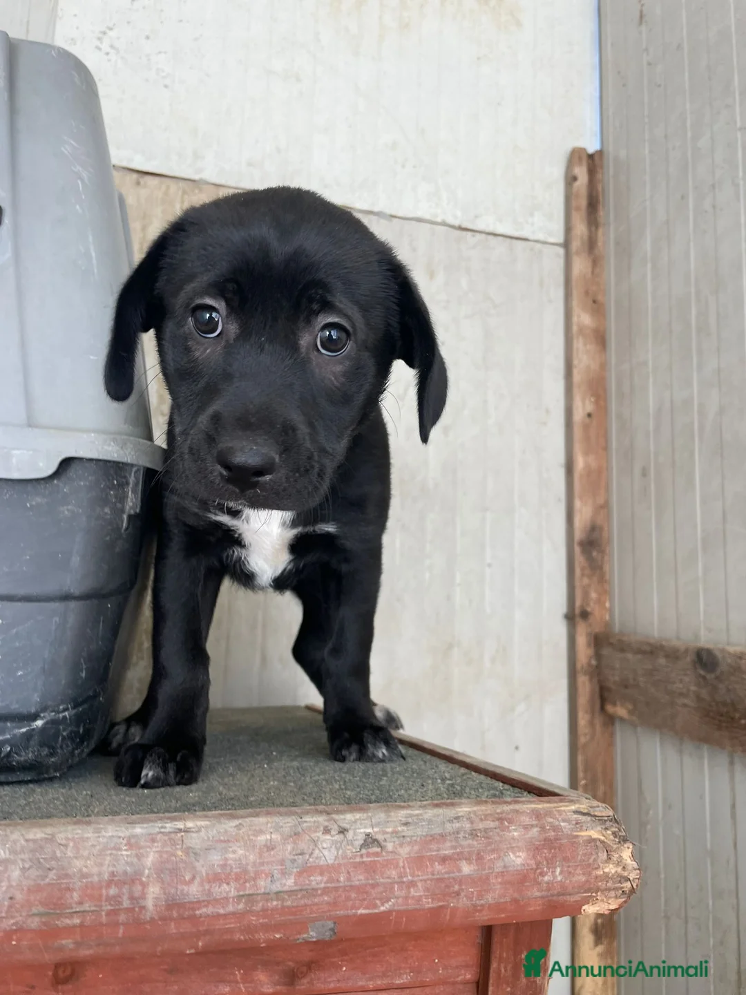 Meticcio cani in regalo: LA SPLENDIDA VITTO - Annuncio 4