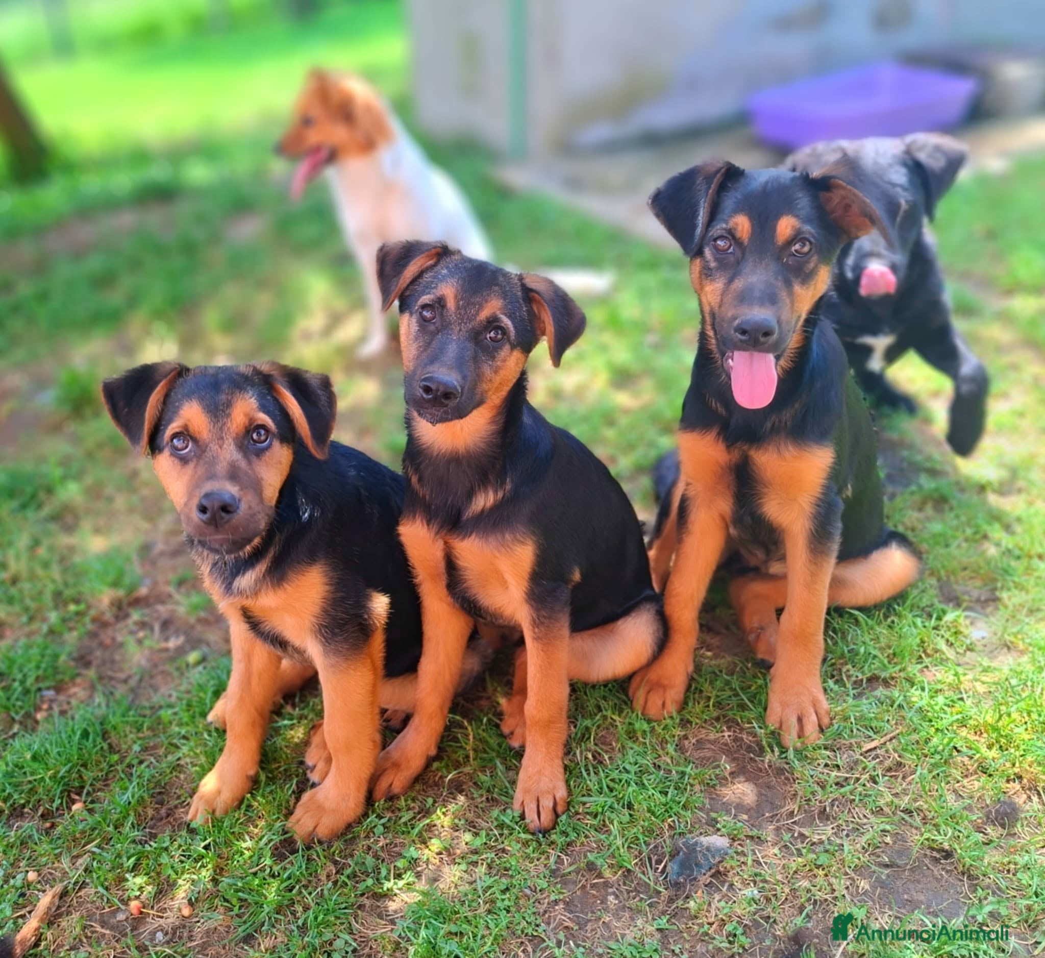 Meticcio cani 8 CUCCIOLI CERCANO AMORE! Tg media, dolcissimi! - Annuncio 39