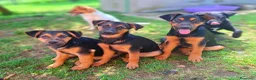 Meticcio cani in regalo: 8 CUCCIOLI CERCANO AMORE! Tg media, dolcissimi! - Annuncio 5